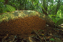 Army Ant (Eciton hamatum) swarm, Barro Colorado Island, Panama