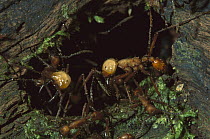 Army Ant (Eciton hamatum) workers with huge mandibles guarding nest entrance, Barro Colorado Island, Panama