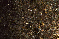 Army Ant (Eciton hamatum) colony forms a bridge by clinging together, Barro Colorado Island, Panama