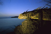 Green Iguana (Iguana iguana) portrait of female overlooking breeding colony on small Island in Lake Gatun, Barro Colorado Island, Panama