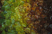 European Beech (Fagus sylvatica) leaves showing gradual change of colors in fall, Jasmund National Park, Ruegen, Germany