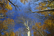 European Beech (Fagus sylvatica) trees from below, Jasmund National Park, Ruegen, Germany