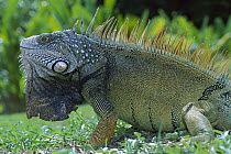 Green Iguana (Iguana iguana) male displaying by extending dewlap, Barro Colorado Island, Panama