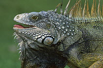 Green Iguana (Iguana iguana) male displaying by extending dewlap and calling, Barro Colorado Island, Panama