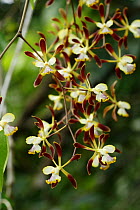 Orchid (Orchidinae) flowering in the Rio Platano Biosphere Reserve, Honduras