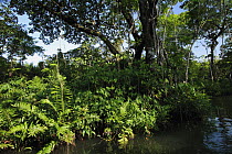 Canal connecting two lagoons, La Mosquitia, Honduras