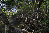 Mangrove (Rhizophora) stand in a lagoon, La Mosquitia, Honduras