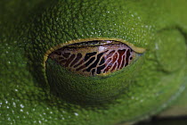 Red-eyed Tree Frog (Agalychnis callidryas) eye covered with nictating membrane
