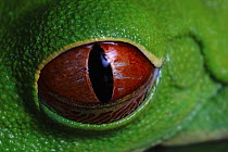 Red-eyed Tree Frog (Agalychnis callidryas) eye with retracting nictitating membrane