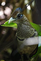 Rufous-vented Ground-Cuckoo (Neomorphus geoffroyi), Pipeline Road, Panama Canal Zone, Soberania National Park, Panama