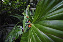 Red-eyed Tree Frog (Agalychnis callidryas) portrait, Costa Rica