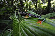 Red-eyed Tree Frog (Agalychnis callidryas), La Selva, Costa Rica
