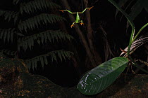 Misfit Leaf Frog (Agalychnis saltator) parachuting from the canopy to the forest floor, this behavior is thought to reduce predation risk