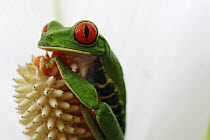 Red-eyed Tree Frog (Agalychnis callidryas) portrait, La Selva, Costa Rica