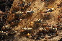 Army Ant (Eciton hamatum) migration of a colony, this species relocates every night and workers transport the larvae and food, Barro Colorado Island, Panama