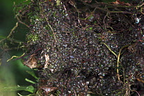 Misfit Leaf Frog (Agalychnis saltator) massive egg aggregation in La Selva, Costa Rica