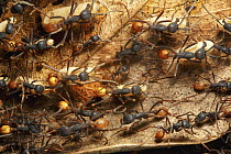 Army Ant (Eciton sp) colony emigration, this species relocates every night and workers transport the larvae and food. Barro Colorado Island, Panama