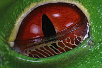 Red-eyed Tree Frog (Agalychnis callidryas), the golden webbed skin is a nictitating membrane, part of the eye lid and enables the frog to see without giving up its camouflage