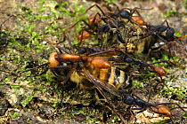 Army Ant (Eciton burchellii) raiding a nest of killer bees, Barro Colorado Island, Panama