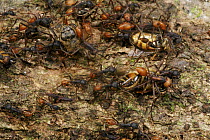 Army Ant (Eciton sp) raiding a nest of killer bees on Barro Colorado Island, Panama