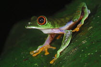 Misfit Leaf Frog (Agalychnis saltator), La Selva, Costa Rica