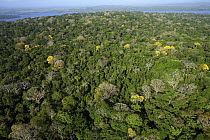 Aerial view of the Canal Zone, Barro Colorado Island, Research Station of the Smithsonian Tropical Research Institute, view of the 50 hectar permanent observation plotserumoc, Panama