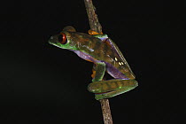 Misfit Leaf Frog (Agalychnis saltator), La Selva, Costa Rica