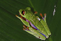 Misfit Leaf Frog (Agalychnis saltator) portrait in La Selva, Costa Rica