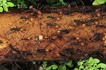 Army Ant (Eciton sp) emigration of a colony. This species relocates every night and workers transport the larvae and food, Barro Colorado Island, Panama