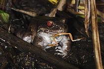 Foam-nest Frog (Leptodactylus sp) feeding on a Red-eyed Tree Frog (Agalychnis callidryas) at a mating pond, Soberania National Park, Panama