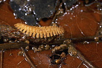 A millipede which lives as a guest in the colonies of a certain species of army ant. These milipedes are chemically camouflaged as army ants and migrate with the ants from place to place, Barro Colora...