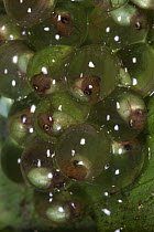 Red-eyed Tree Frog (Agalychins callydrias) eggs with developing embryos inside, Soberania National Park, Panama