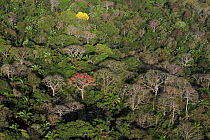 Aerial view of the Canal Zone, tropical forest canopy in Soberania National Park, Panama