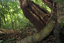 Army Ant (Eciton sp) bivouac (temporary nest) made of hundreds of thousands of ant bodies, Soberania National Park, Panama