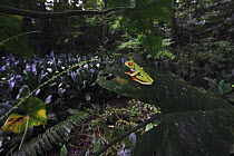 Red-eyed Tree Frog (Agalychnis callidryas) in rainforest habitat, La Selva, Costa Rica