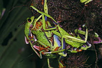 Misfit Leaf Frog (Agalychnis saltator) mass mating in La Selva, Costa Rica