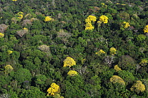 Bignonia (Tabebuia sp) trees flowering in the Canal Zone, tropical forest canopy in Soberania National Park, Panama