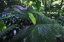 Red-eyed Tree Frog (Agalychnis callidryas) sleeping on a leaf overhanging a pond in La Selva, Panama