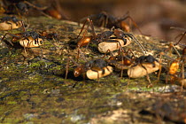 Army Ant (Eciton burchellii) emigration of the colony, this species relocates every night and workers transport the larvae and food, Barro Colorado Island, Panama