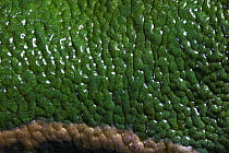 Red-eyed Tree Frog (Agalychnis callidryas) detail of skin