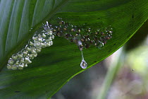 Red-eyed Tree Frog (Agalychnis callydrias) eggs with developing embryos beginning to drop into pond below for hatching, Soberania Natioanl Park, Panama