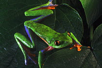 Blue-sided Leaf Frog (Agalychnis annae) portrait, San Jose, Costa Rica