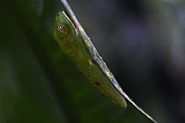 Red-eyed Tree Frog (Agalychnis callidryas) on a leaf hanging over a pond in La Selva, Panama
