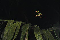 Misfit Leaf Frog (Agalychnis saltator) parachuting from the canopy to the forest floor, This behavior is thought to reduce predation risk
