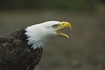 Bald Eagle (Haliaeetus leucocephalus) adult calling, Amaknak Island, Alaska