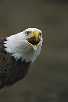 Bald Eagle (Haliaeetus leucocephalus) calling, Amaknak Island, Alaska