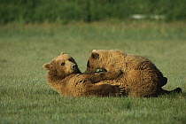 Grizzly Bear (Ursus arctos horribilis) sow nursing yearling cub, Katmai National Park, Alaska