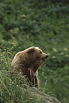 Grizzly Bear (Ursus arctos horribilis) sow and 4-6 months-old cub, Katmai National Park, Alaska