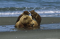 Grizzly Bear (Ursus arctos horribilis) sow and playful young cubs on shore, Katmai National Park, Alaska
