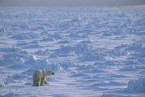 Polar Bear (Ursus maritimus) on ice field, Wapusk National Park, Canada